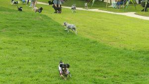 芝生のドッグランを楽しむ愛犬（ドッグリゾート小谷流の里ドギーズアイランド）