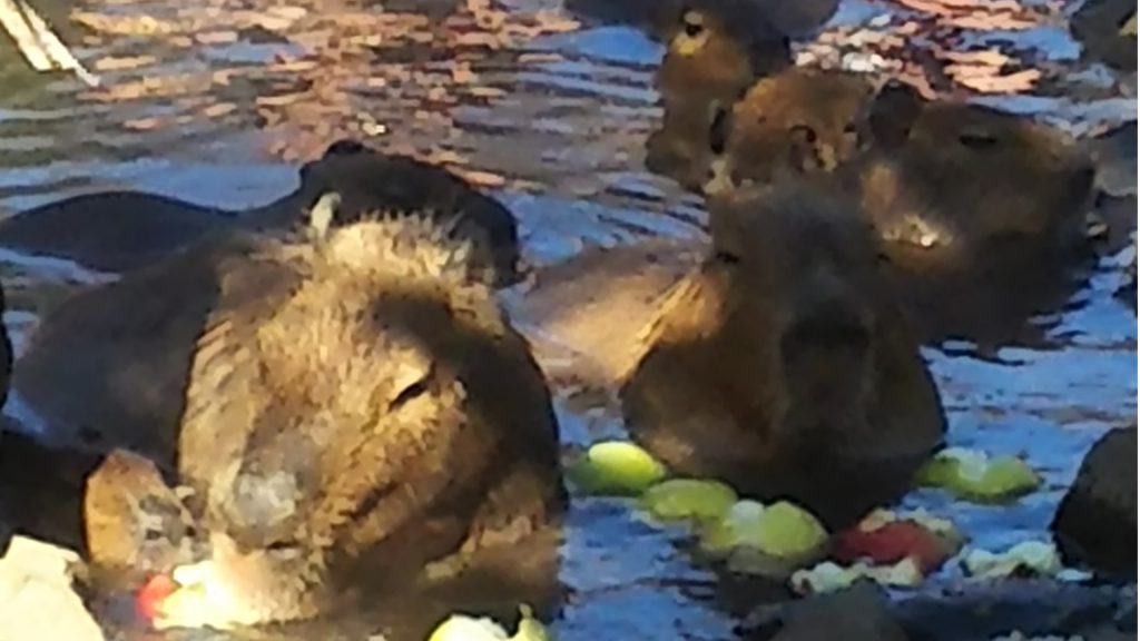 伊豆シャボテン公園の名物、カピバラの入浴。