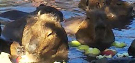 伊豆シャボテン動物公園は犬連れOKで、カピバラの入浴も見られます。