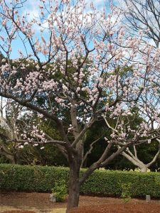 3月中旬の根岸森林公園は咲いている梅の花がたくさん見られました。