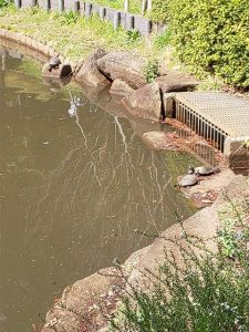 根岸森林公園の池には亀やカルガモもいてみていて癒やされます。