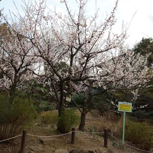 3月の散りかけの梅の花。三ツ沢公園