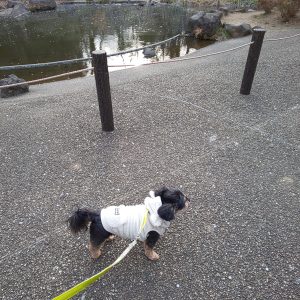 池には梅の花びらがうかんでいます。三ツ沢公園