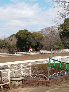 根岸競馬記念公苑では馬が飼育されいて、見学ができます。