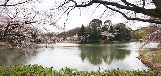 横浜市鶴見区の県立三ッ池公園。池と桜の景観が最高です。