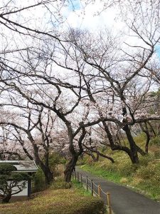 県立三ッ池公園の桜は今が見頃です。