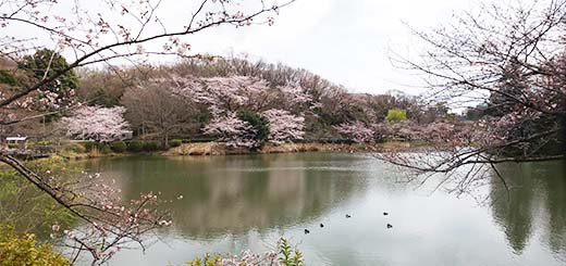 横浜市鶴見区の三ツ池公園は桜が見頃でわんちゃん連れも沢山います。