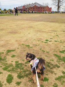 横浜赤レンガ倉庫をバックにお散歩中