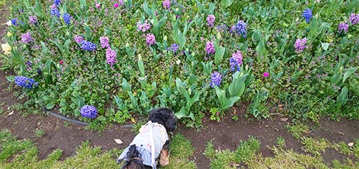 お花が沢山。春の山下公園で桜も楽しめる愛犬散歩。