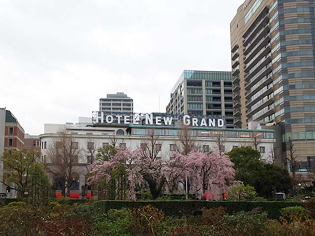 ホテルニューグランドと満開の枝垂れ桜